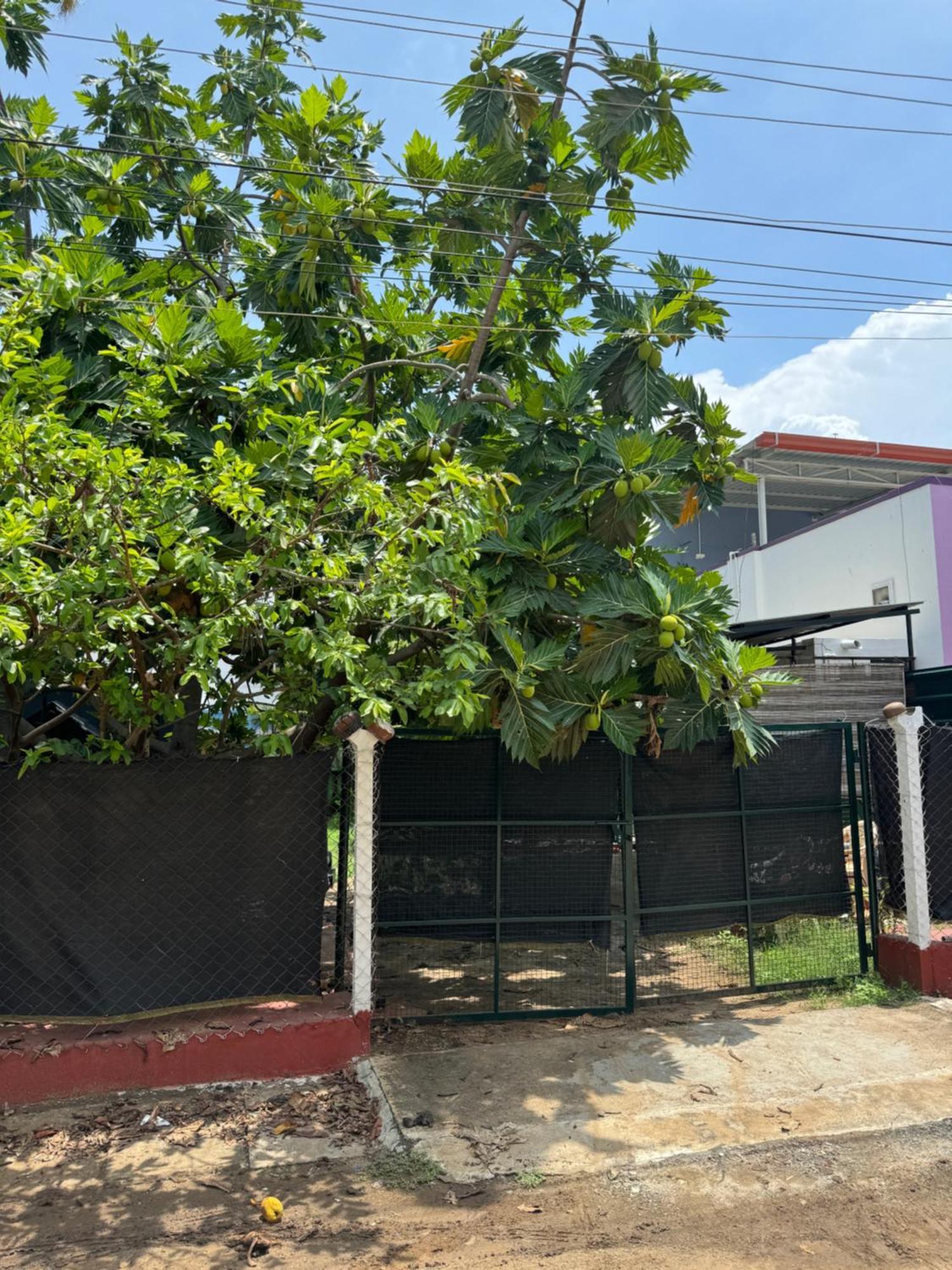 The Lazy Palm Shack Hotel Coimbatore Exterior foto